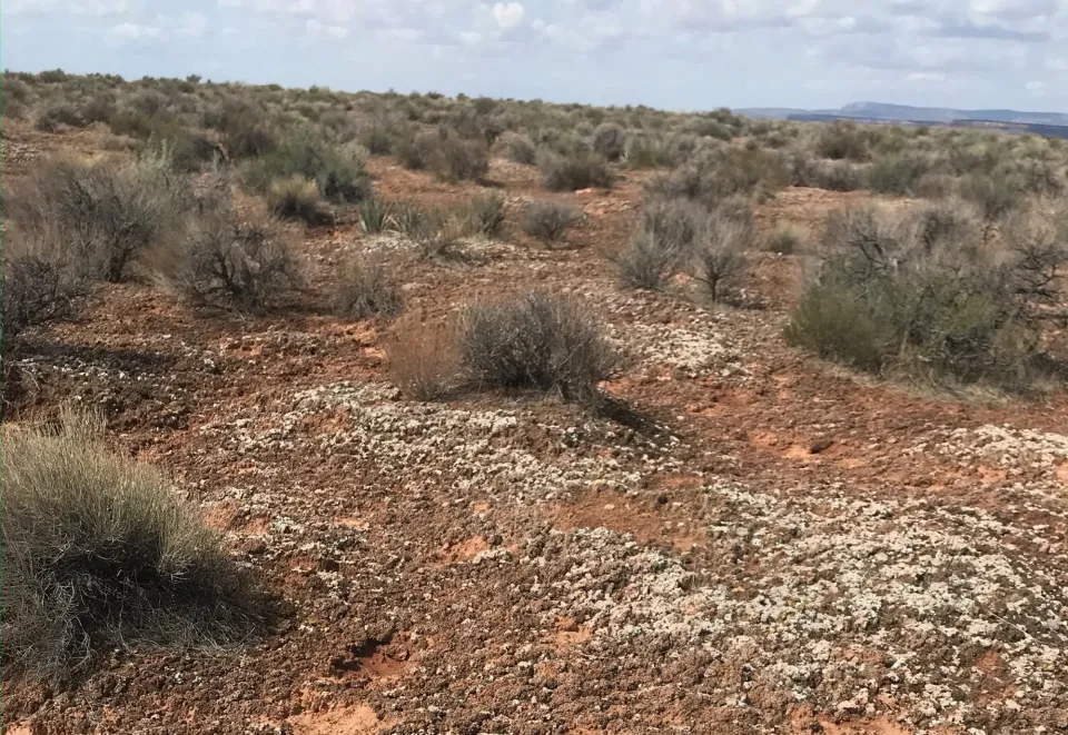 Biocrust interspersed with vegetation on the Great Basin