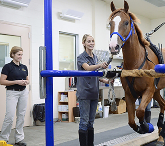 a horse running on a treadmill surrounded by people