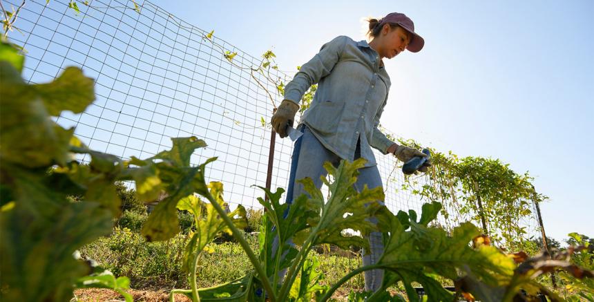 Person working on plants