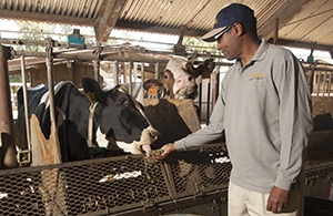 Man feeding cow