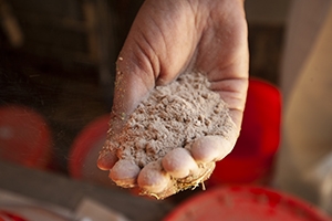 Seaweed feed mixture in hand