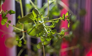 Small green plant focused in view