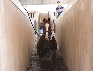 Horse in equine underwater treadmill