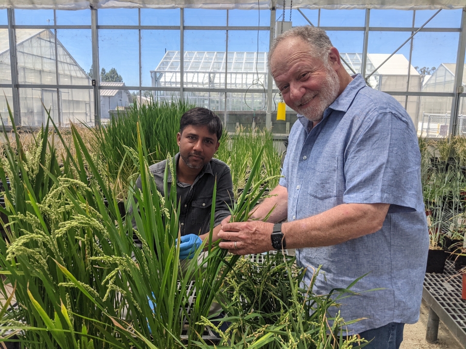 Two mean in front of race plants inside a greenhouse.