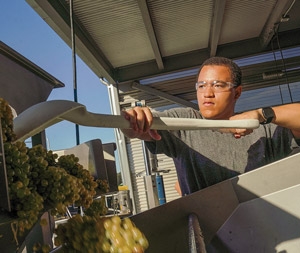 A student wearing safety goggles scoops grapes into a processor for winemaking.