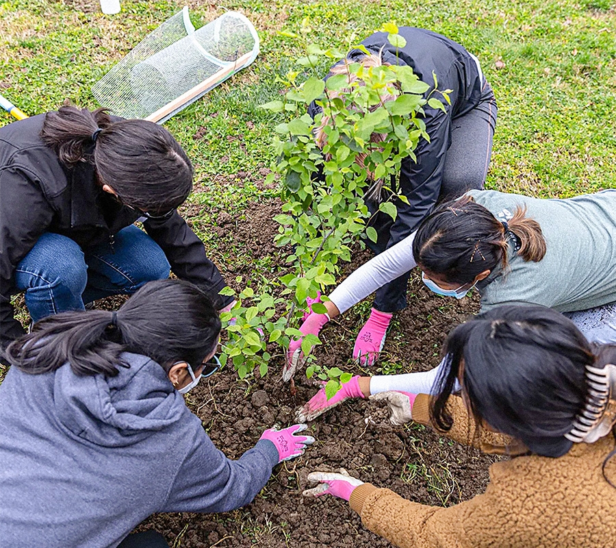 Aerial view of a group of five volunteers wearing gloves and planting a tree in the dirt.